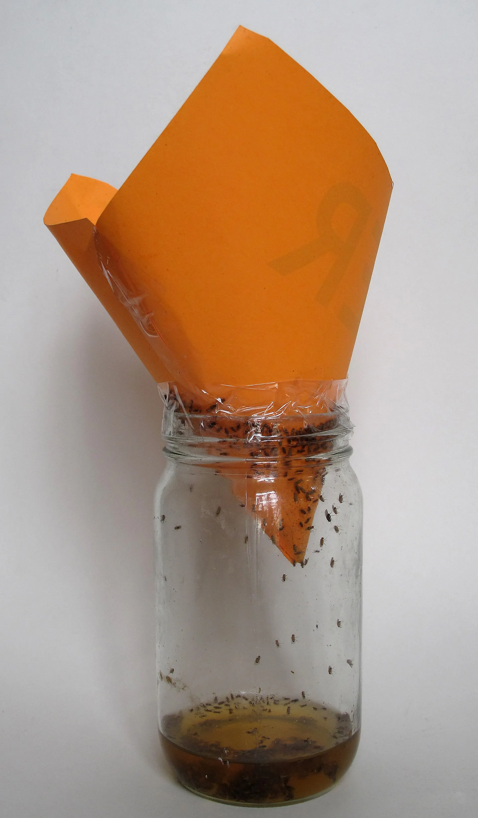 Piège à drosophiles fait maison : un cône de papier orange planté dans un bocal en verre, avec un fond d'appât et des moucherons capturés