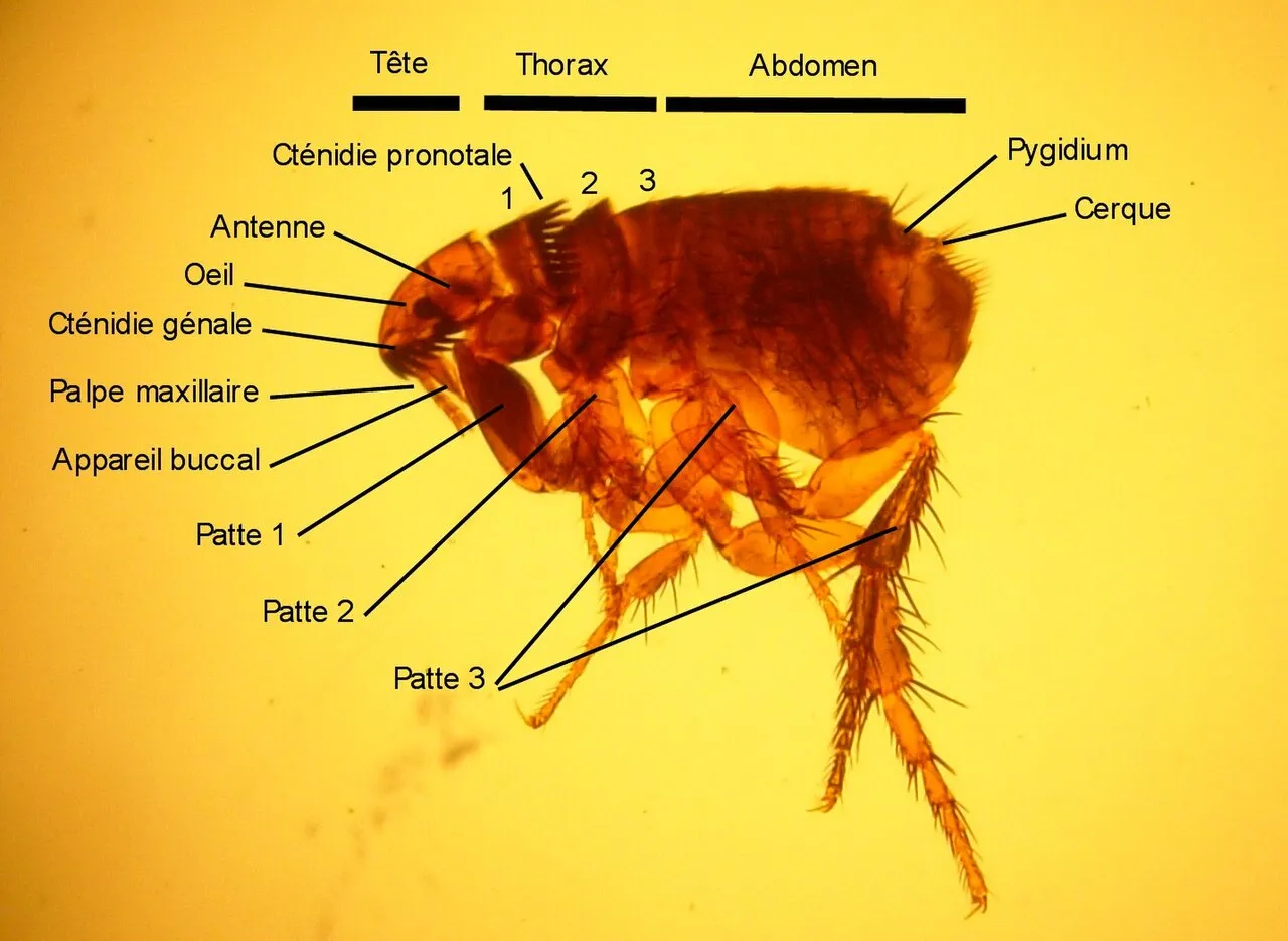 Puce du chat adulte vue de profil au microscope, avec en légende le nom des parties du corps : tête, thorax, abdomen, peignes, antenne, œil et trois paires de pattes, les arrière très longues