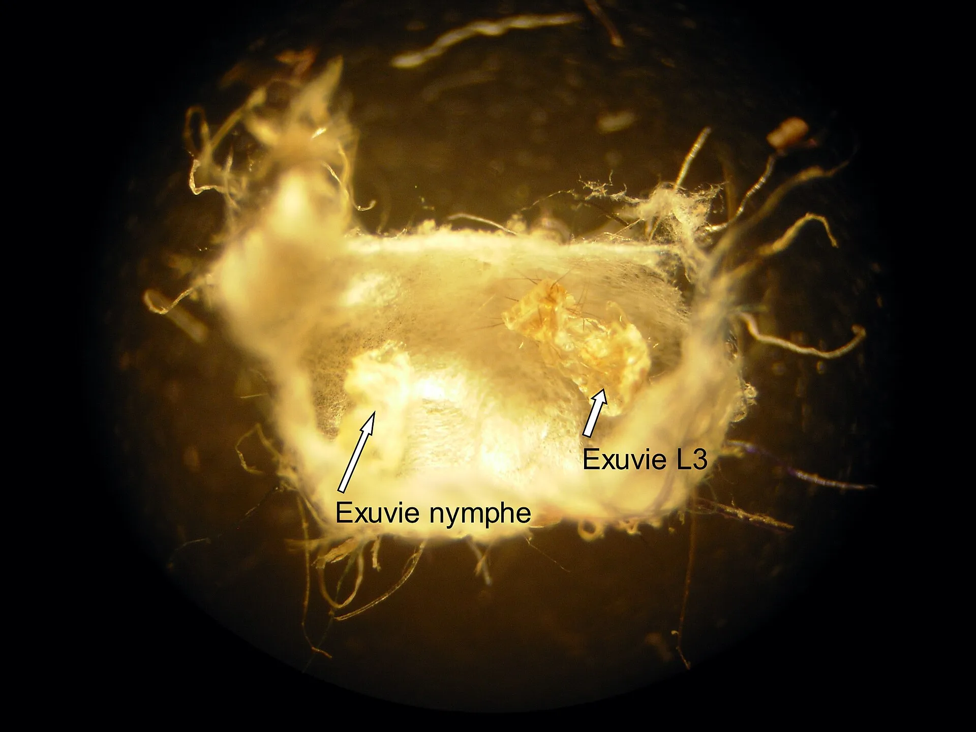 Cocon de puce du chat ouvert et vide, vu à la loupe : enveloppe de soie entourée de fibres, avec à l'intérieur les peaux de mue de la larve et de la nymphe