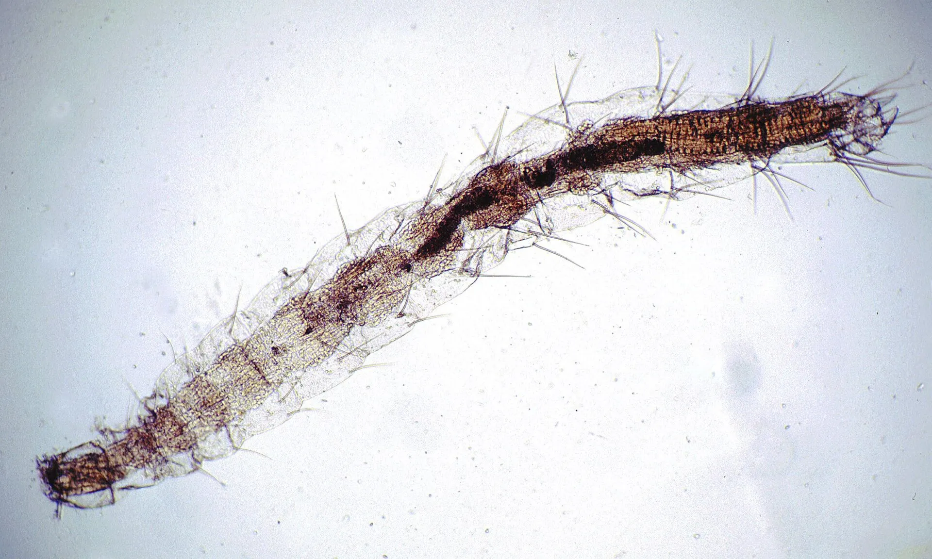 Larve de puce vue au microscope : corps allongé, segmenté et translucide, hérissé de longues soies, sans pattes