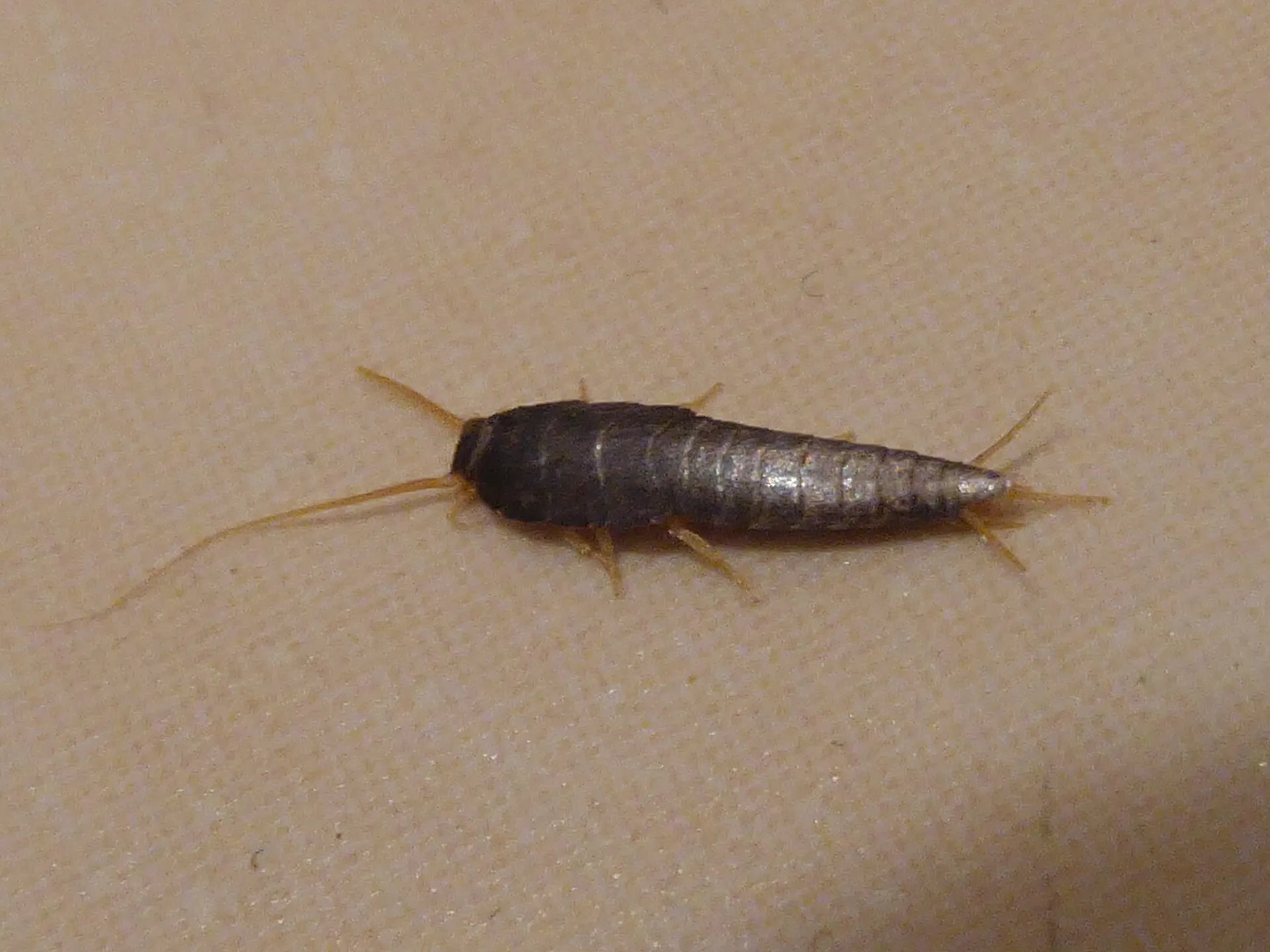 Poisson d'argent gris argenté sur un sol beige, vu de dessus, avec ses antennes et ses trois filaments