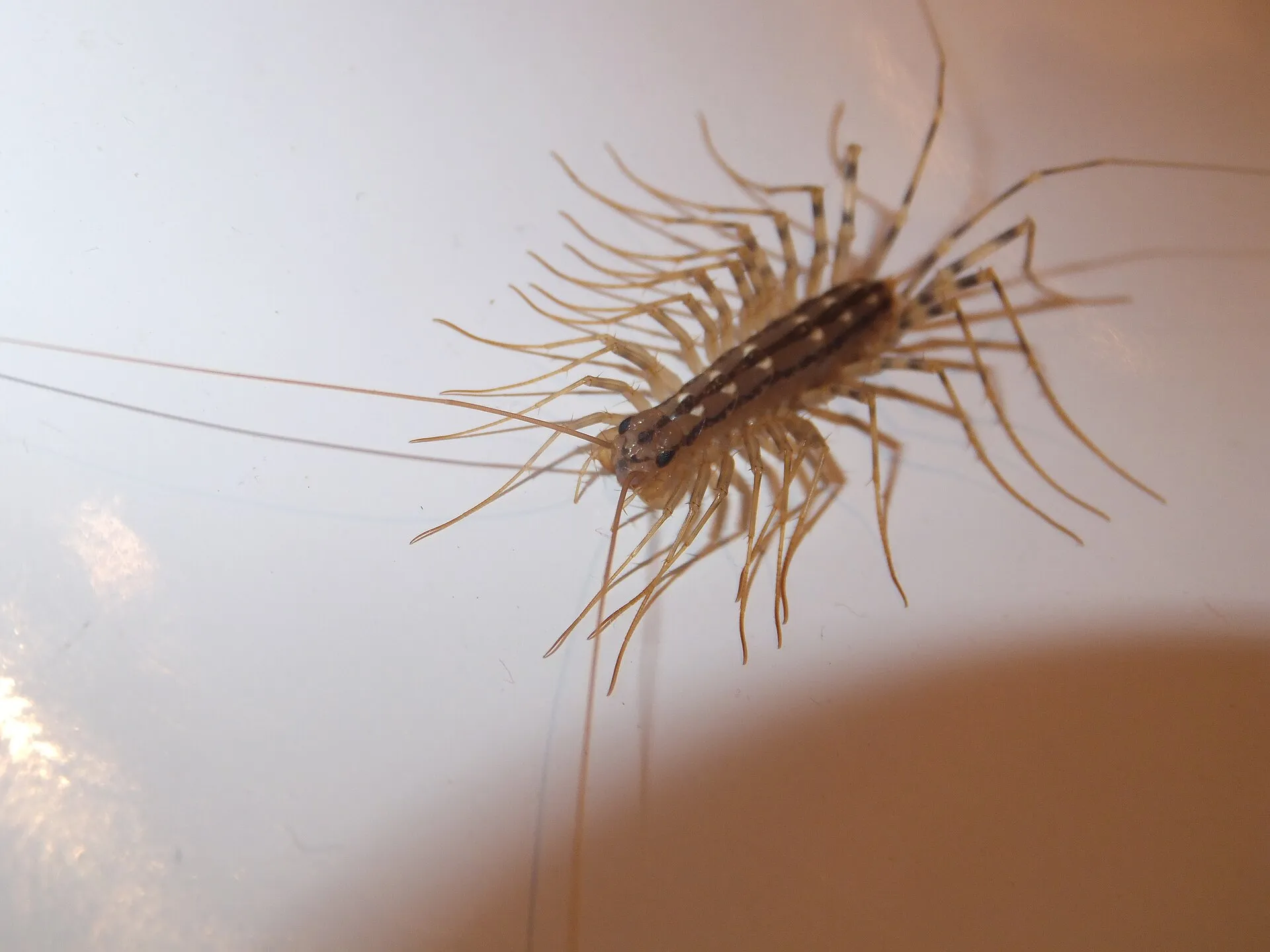 Scutigère véloce sur une surface blanche lisse à l'intérieur d'une maison, ses longues pattes déployées autour du corps