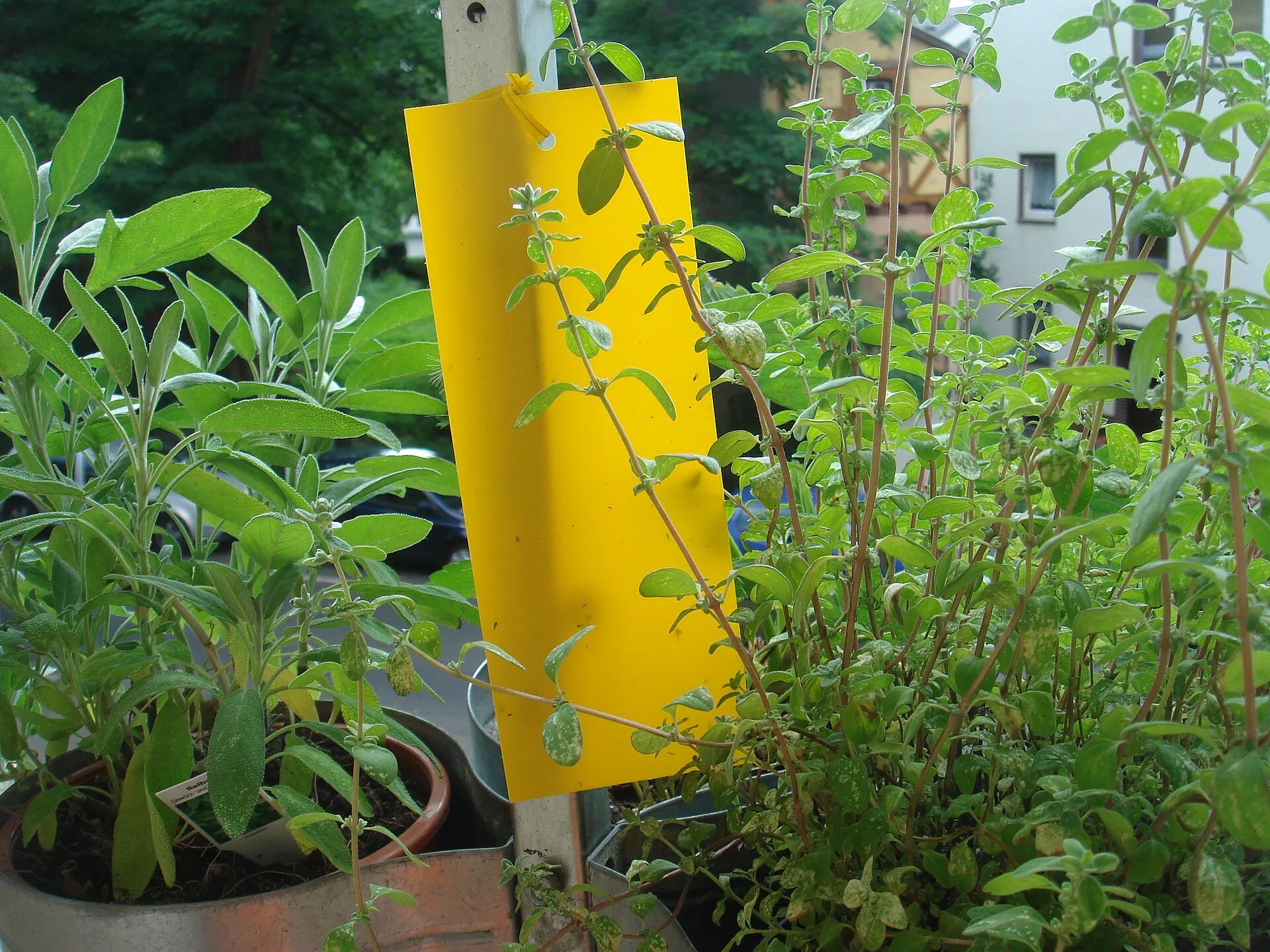 Plaque jaune engluée accrochée au milieu de pots d'herbes aromatiques