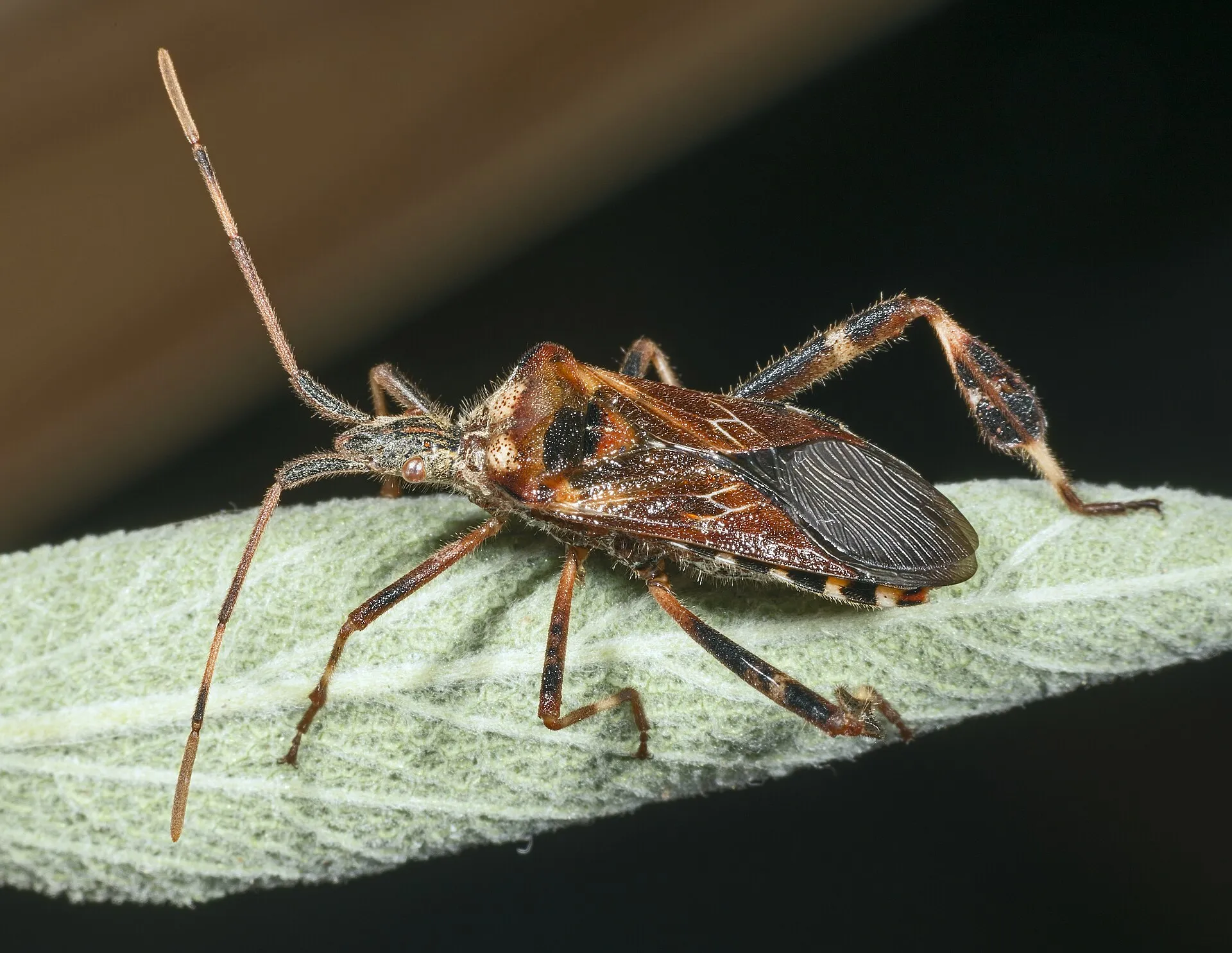Punaise américaine du pin de profil sur une feuille : corps allongé brun-roux, tibias des pattes arrière élargis en forme de feuille