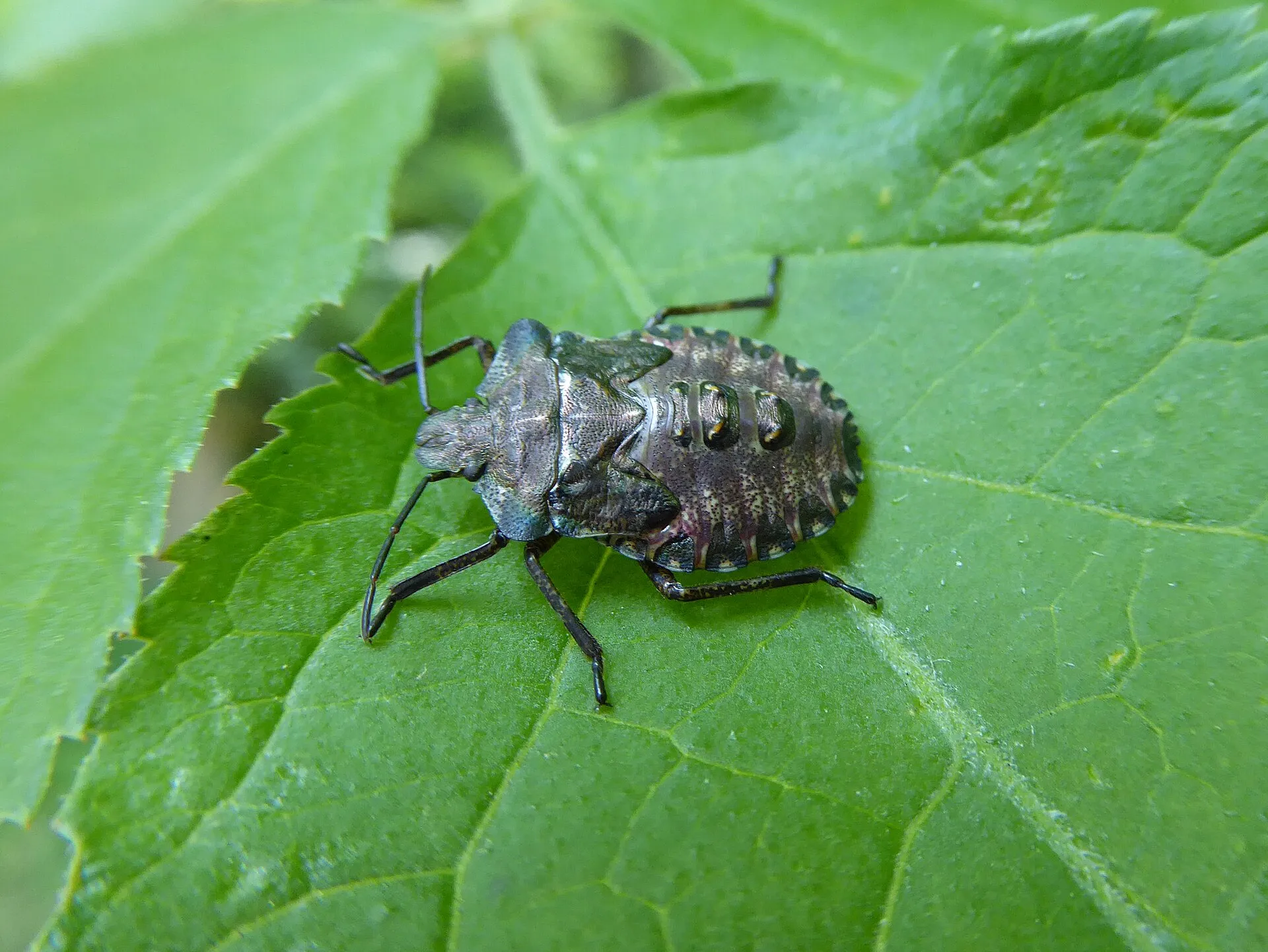 Larve de punaise des bois sur une feuille : corps arrondi gris-noir, abdomen marqué de taches sombres