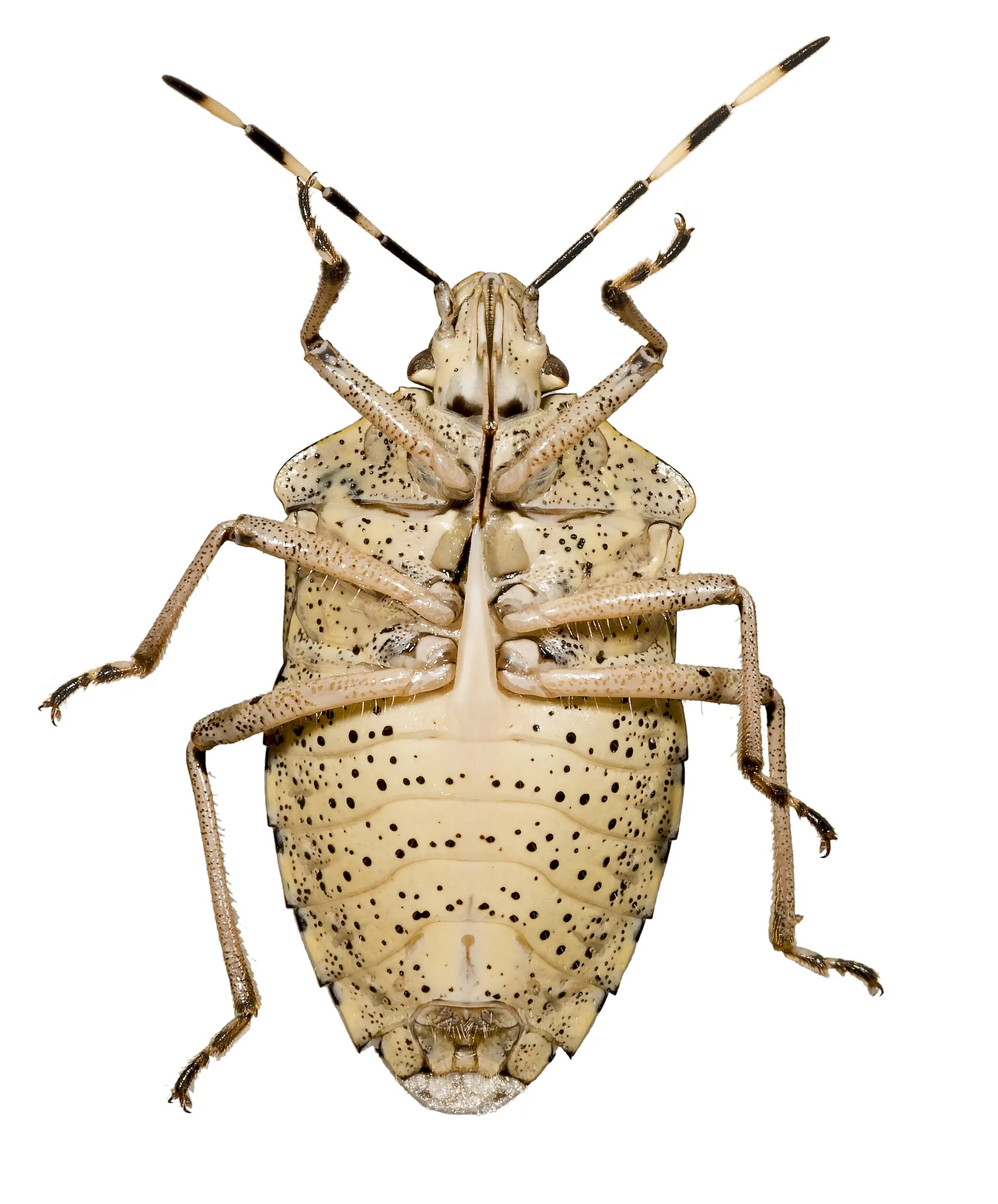 Punaise grise (Rhaphigaster nebulosa) vue de dessous : ventre clair ponctué de noir et longue épine dirigée vers la tête