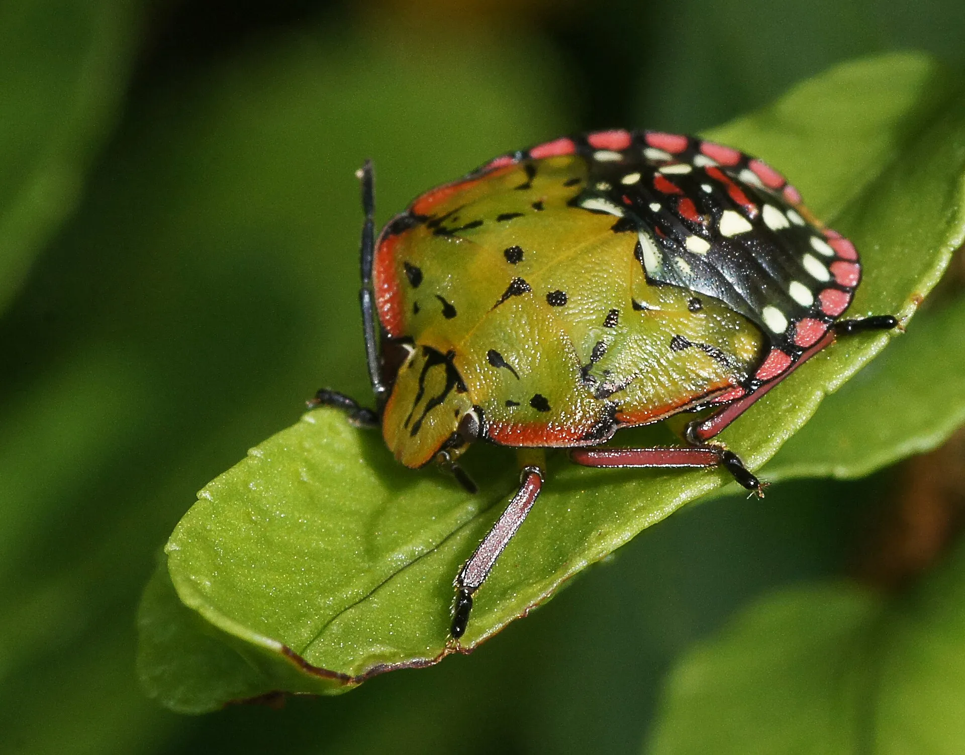 Larve de punaise verte ponctuée sur une feuille : corps jaune-vert bordé de rouge, taches blanches et noires sur l'abdomen