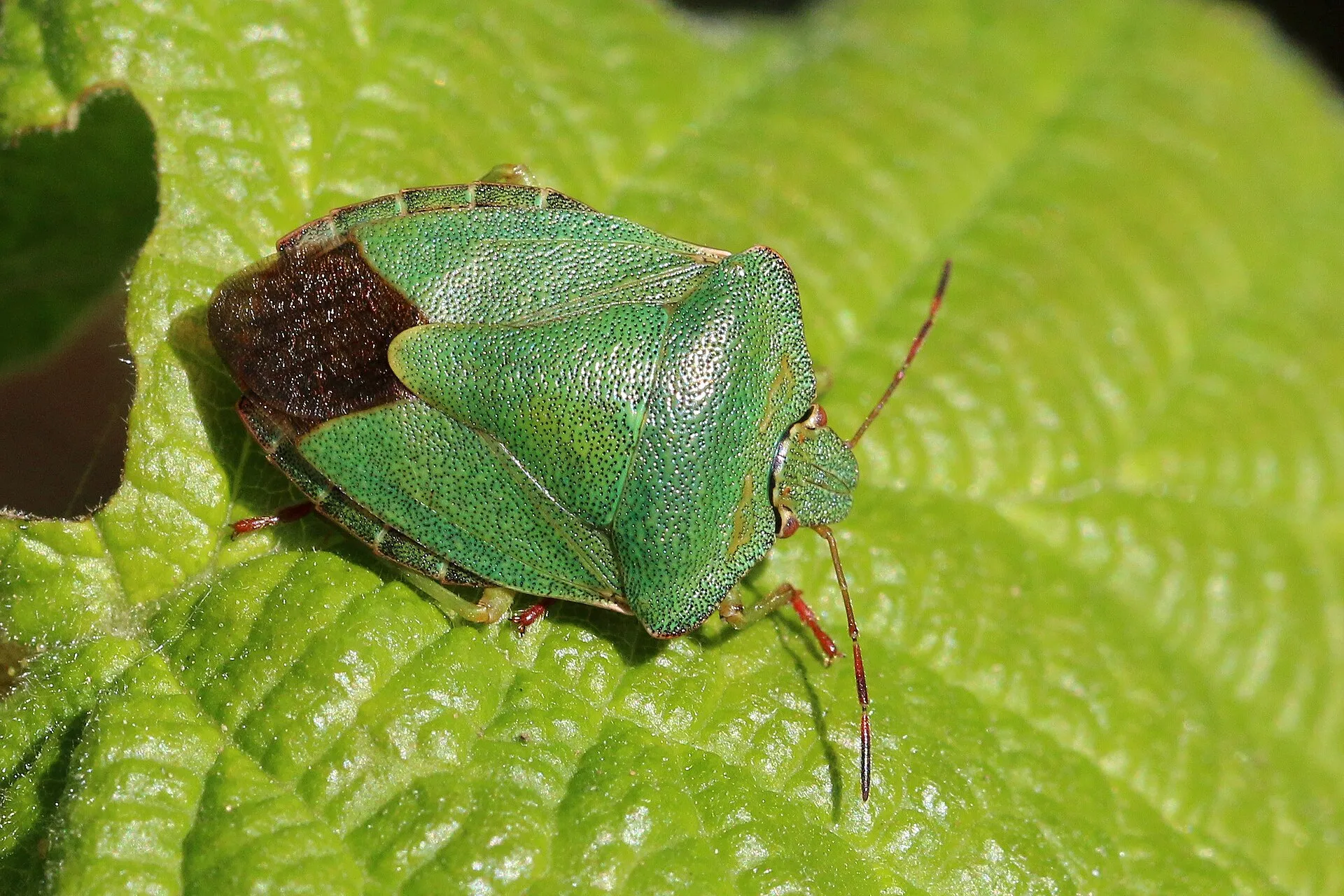 Punaise verte (Palomena prasina) sur une feuille : dos vert finement ponctué, sans points blancs, bout des ailes brun foncé