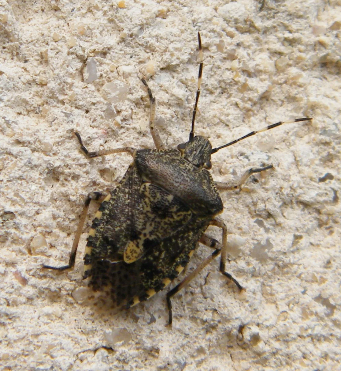 Punaise diabolique posée sur un mur crépi clair, vue de dessus : dos brun marbré, antennes à bandes blanches