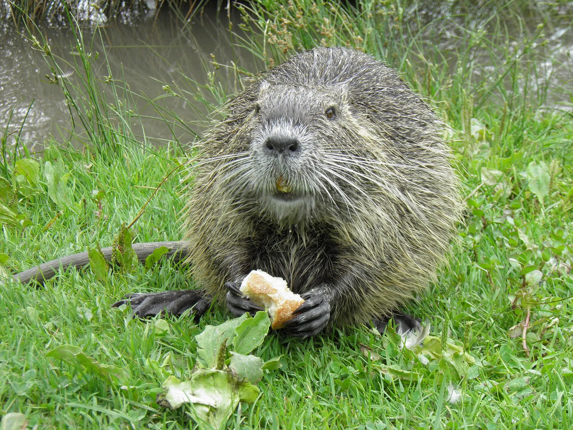 Ragondin assis dans l'herbe au bord d'un cours d'eau : longues moustaches blanches, incisives orange, pattes palmées et queue ronde presque nue