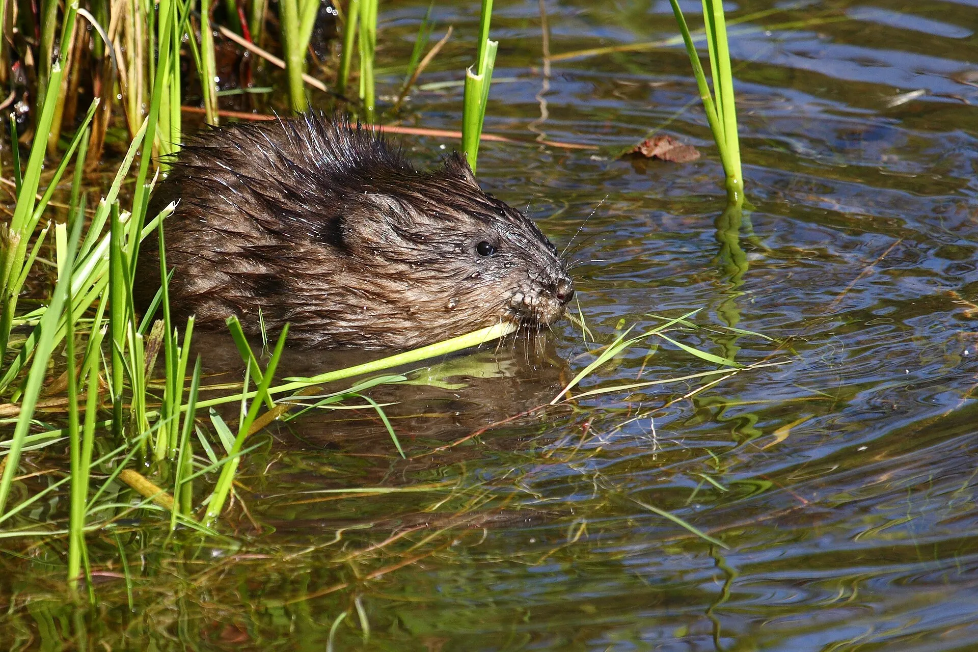 Rat musqué brun foncé mangeant une tige au bord de l'eau, parmi les herbes aquatiques