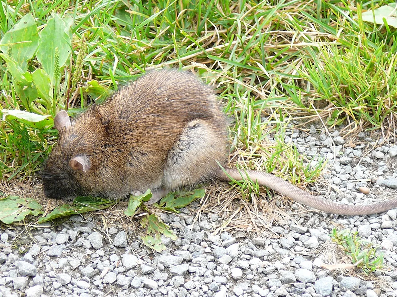 Rat brun au pelage roux-brun, museau dans l'herbe, au bord d'un chemin de gravier