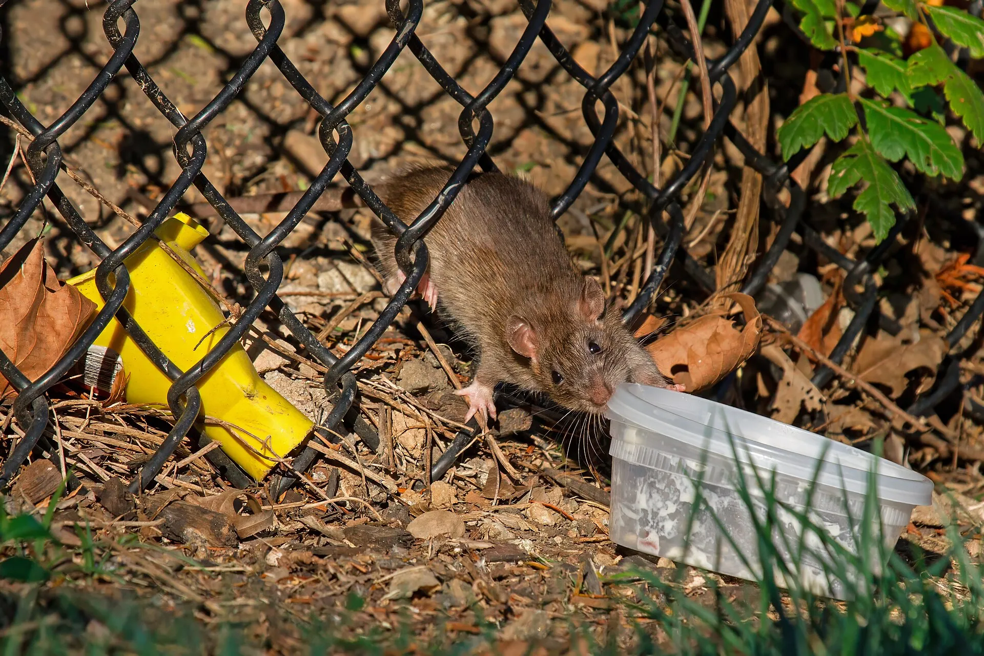 Rat brun passant sous un grillage à larges mailles pour atteindre une barquette de nourriture abandonnée