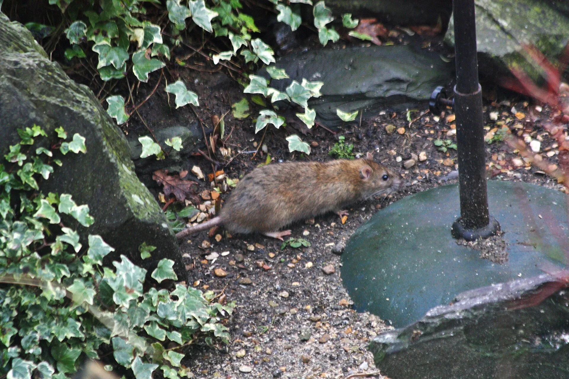 Rat brun dans un jardin, entre le lierre et le pied d'une mangeoire à oiseaux, sur un sol parsemé de graines tombées
