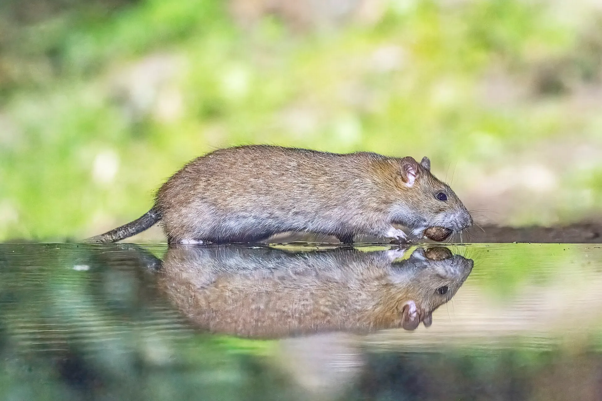 Rat brun (surmulot) au bord de l'eau, une noisette dans la gueule : pelage brun-gris, longue queue, oreilles petites
