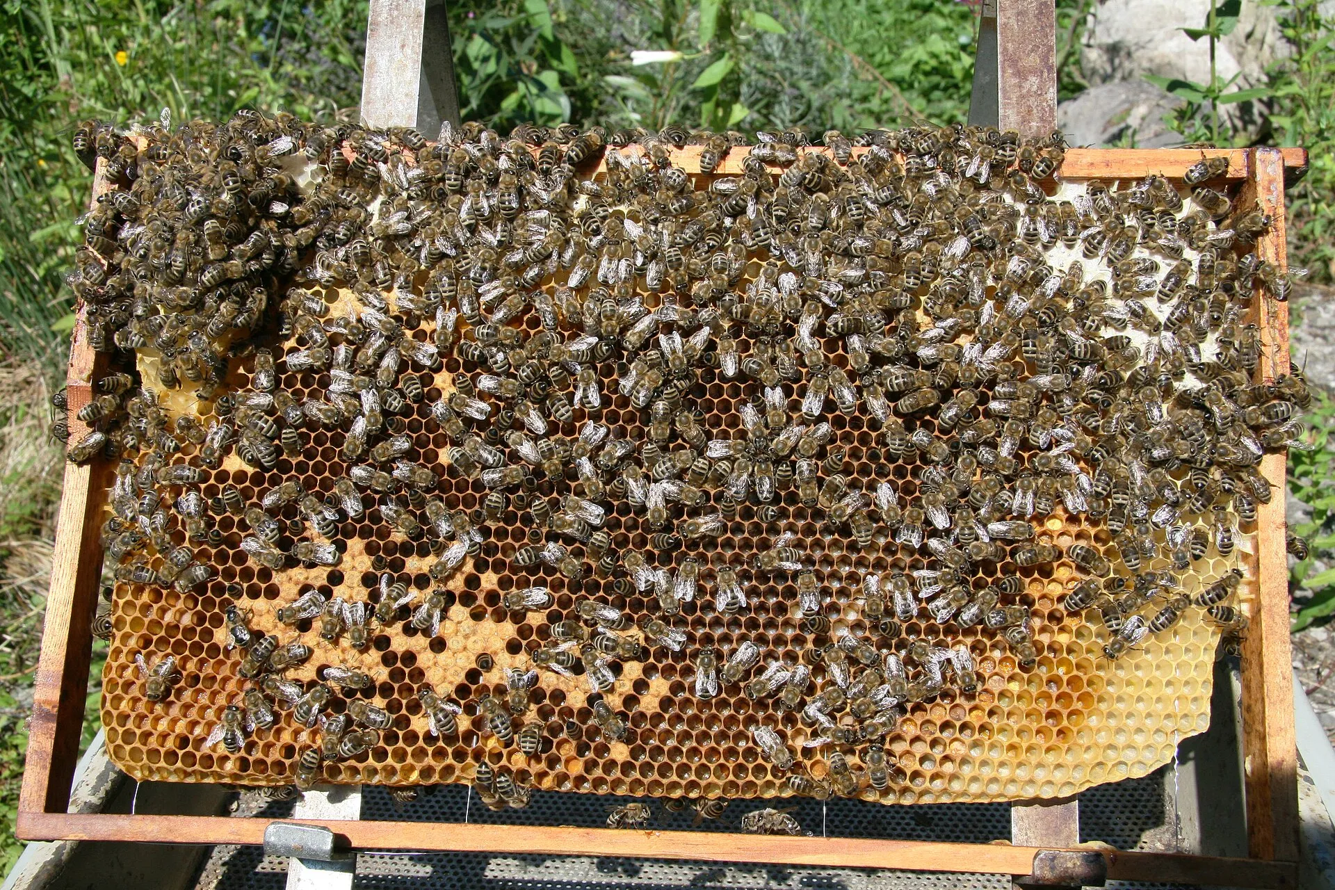 Abeilles domestiques sur un rayon de cire tenu dans un cadre de ruche : alvéoles hexagonales, larves blanches, cellules operculées et miel