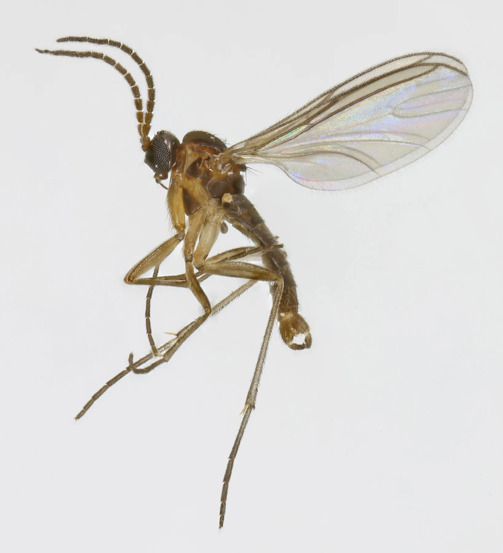 Mouche du terreau (sciaride) : petit insecte sombre et fin aux longues pattes, longues antennes et ailes transparentes