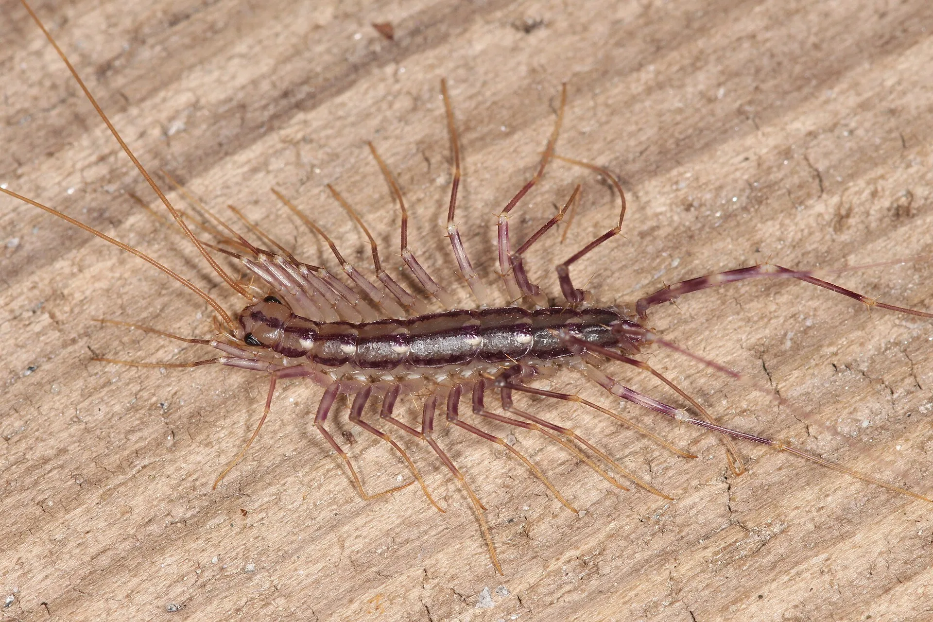 Scutigère véloce posée sur une planche de bois, dos à bandes sombres et longues pattes rayées