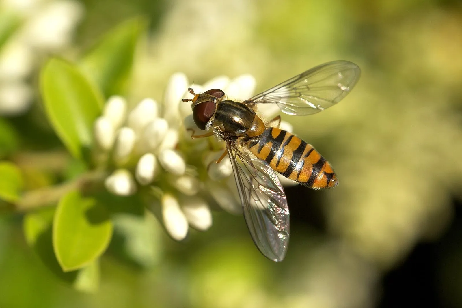 Syrphe ceinturé posé sur des fleurs : mouche à abdomen orange rayé de noir, une seule paire d'ailes transparentes, gros yeux