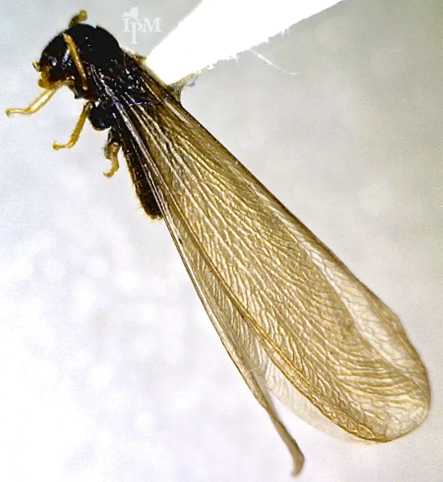 Termite ailé noir vu de dessus, avec deux paires de longues ailes brunâtres de même taille qui dépassent l'abdomen