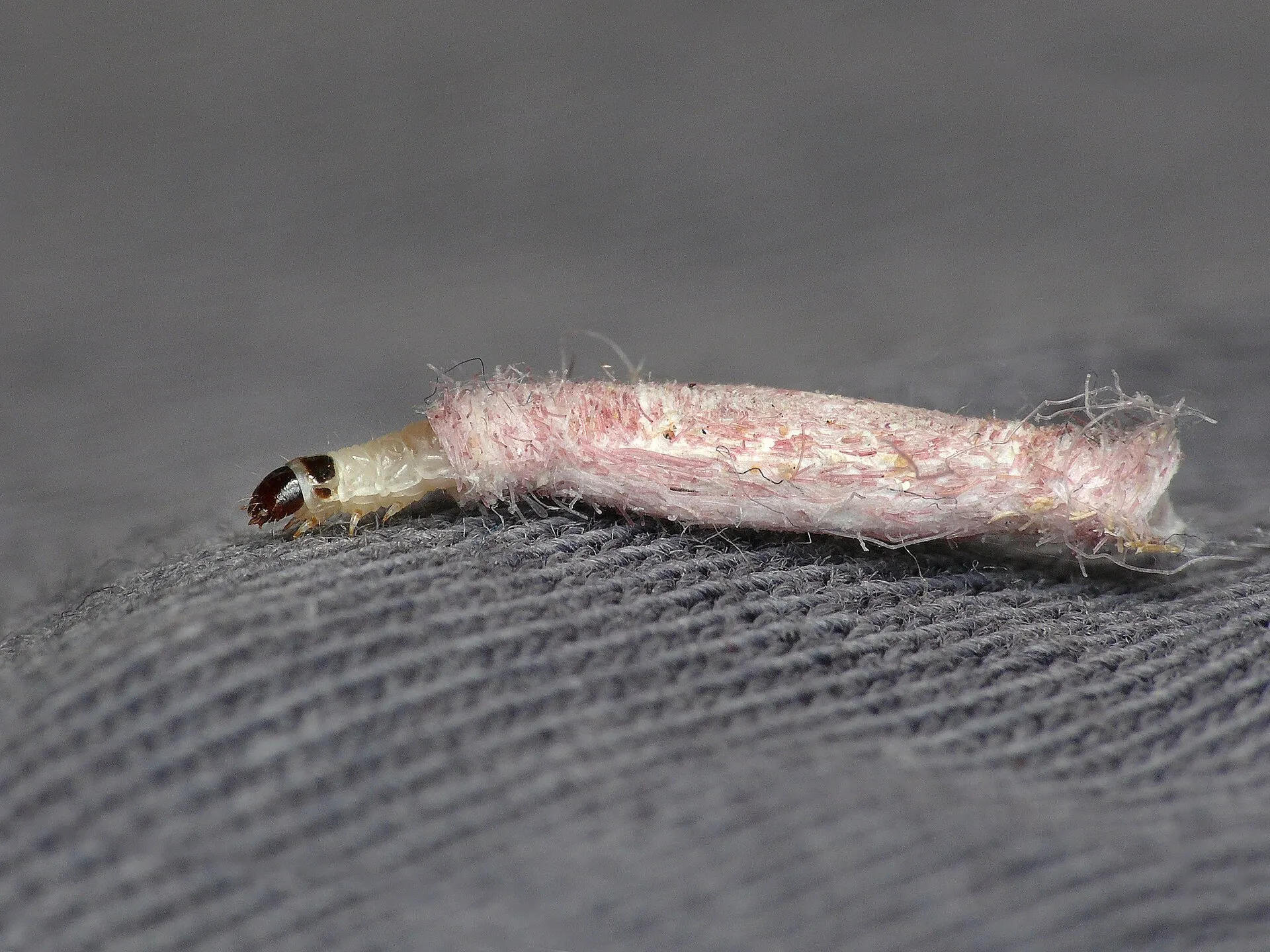 Larve de teigne des fourrures à tête brun foncé et corps blanc, à moitié sortie d'un fourreau allongé couvert de fibres roses, sur un tissu gris